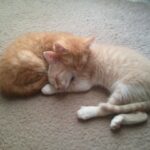 Thank God I Has You Kittens Cuddling.