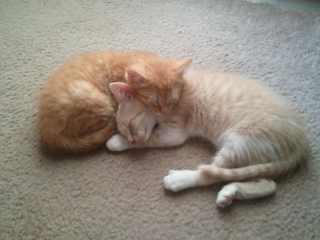 Thank God I Has You Kittens Cuddling.